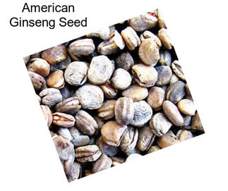 American Ginseng Seed