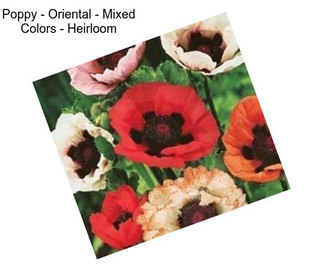 Poppy - Oriental - Mixed Colors - Heirloom