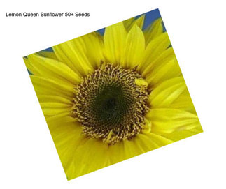 Lemon Queen Sunflower 50+ Seeds 