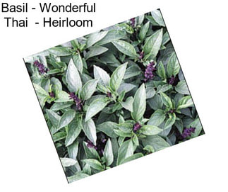 Basil - Wonderful Thai  - Heirloom