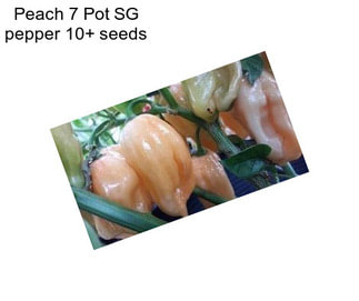 Peach 7 Pot SG pepper 10+ seeds