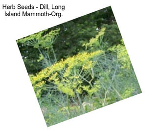 Herb Seeds - Dill, Long Island Mammoth-Org.