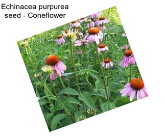 Echinacea purpurea seed - Coneflower