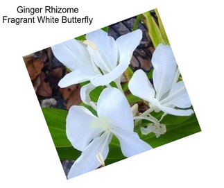 Ginger Rhizome Fragrant White Butterfly