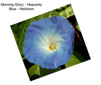 Morning Glory - Heavenly Blue - Heirloom