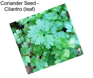 Coriander Seed - Cilantro (leaf)