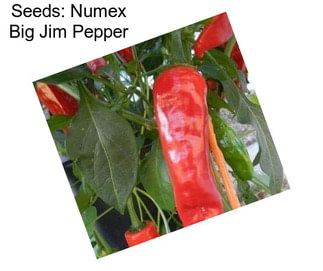 Seeds: Numex Big Jim Pepper