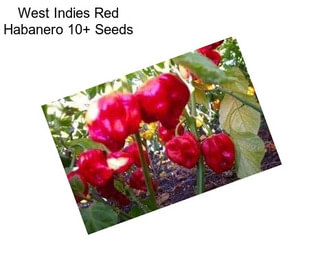 West Indies Red Habanero 10+ Seeds