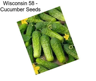 Wisconsin 58 - Cucumber Seeds