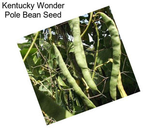 Kentucky Wonder Pole Bean Seed