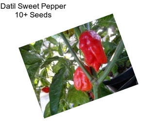 Datil Sweet Pepper 10+ Seeds
