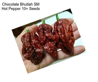 Chocolate Bhutlah SM Hot Pepper 10+ Seeds