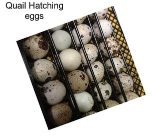 Quail Hatching eggs