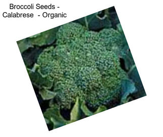 Broccoli Seeds - Calabrese  - Organic