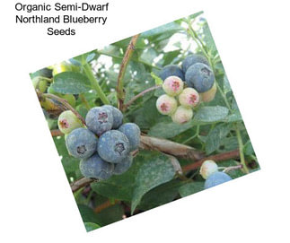 Organic Semi-Dwarf Northland Blueberry Seeds