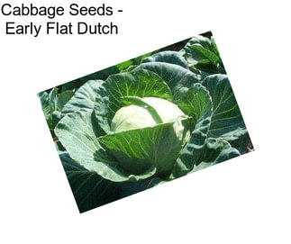 Cabbage Seeds - Early Flat Dutch