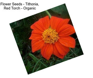 Flower Seeds - Tithonia, Red Torch - Organic