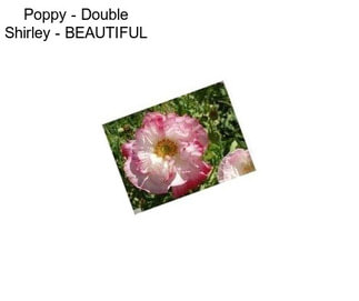 Poppy - Double Shirley - BEAUTIFUL