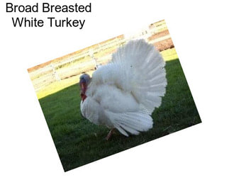 Broad Breasted White Turkey