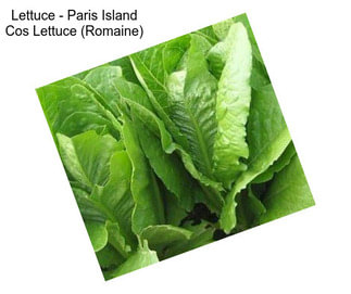 Lettuce - Paris Island Cos Lettuce (Romaine)