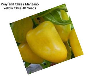 Wayland Chiles Manzano Yellow Chile 10 Seeds