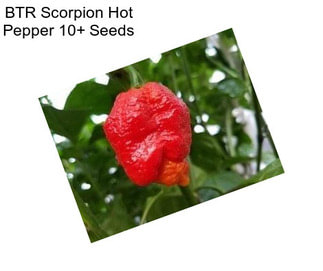 BTR Scorpion Hot Pepper 10+ Seeds