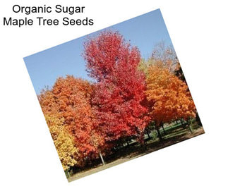 Organic Sugar Maple Tree Seeds