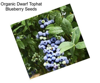 Organic Dwarf Tophat Blueberry Seeds