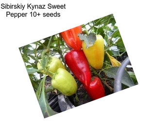 Sibirskiy Kynaz Sweet Pepper 10+ seeds
