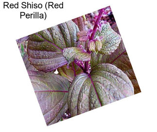 Red Shiso (Red Perilla)