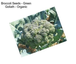 Broccoli Seeds - Green Goliath - Organic