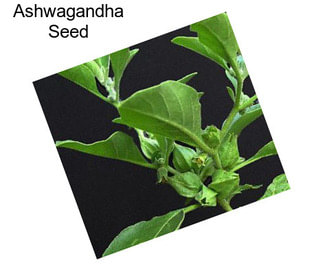 Ashwagandha Seed