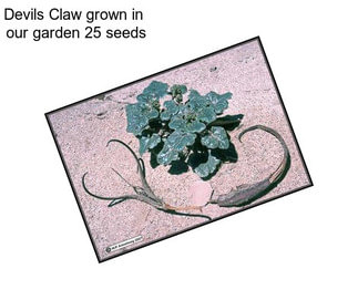 Devils Claw grown in  our garden 25 seeds