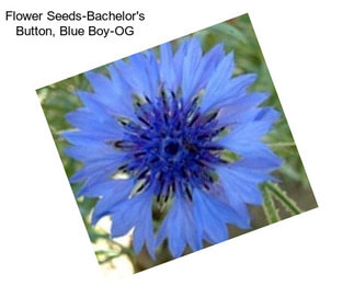 Flower Seeds-Bachelor\'s Button, Blue Boy-OG