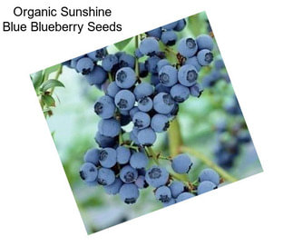 Organic Sunshine Blue Blueberry Seeds