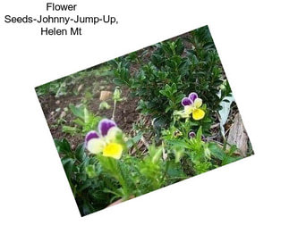 Flower Seeds-Johnny-Jump-Up, Helen Mt