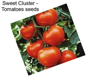 Sweet Cluster - Tomatoes seeds