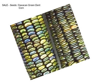 SALE - Seeds: Oaxacan Green Dent Corn