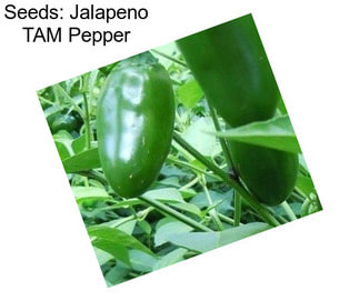 Seeds: Jalapeno TAM Pepper