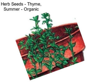Herb Seeds - Thyme, Summer - Organic