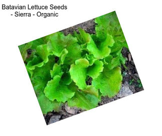 Batavian Lettuce Seeds - Sierra - Organic
