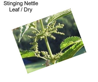 Stinging Nettle Leaf / Dry