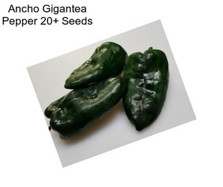 Ancho Gigantea Pepper 20+ Seeds