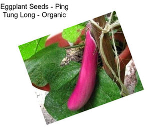 Eggplant Seeds - Ping Tung Long - Organic