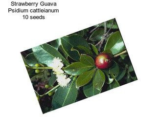 Strawberry Guava Psidium cattleianum 10 seeds