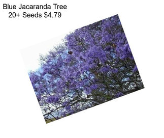 Blue Jacaranda Tree 20+ Seeds $4.79