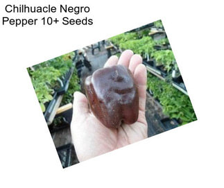 Chilhuacle Negro Pepper 10+ Seeds