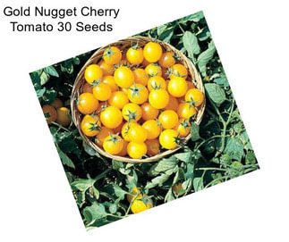 Gold Nugget Cherry Tomato 30 Seeds