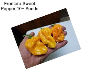 Frontera Sweet Pepper 10+ Seeds