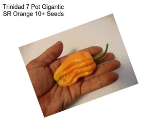 Trinidad 7 Pot Gigantic SR Orange 10+ Seeds